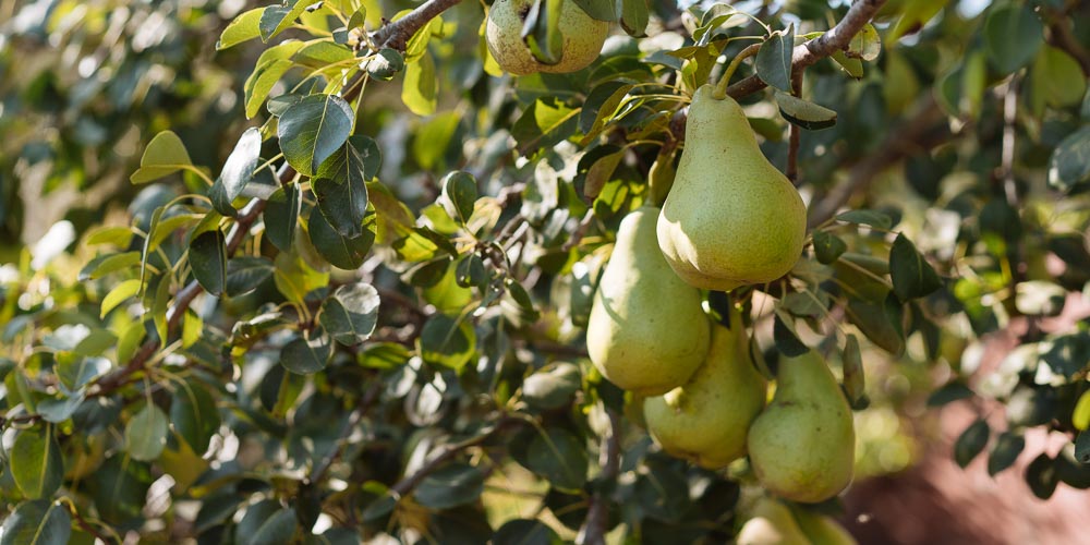 Δενδρώδη_καλλιέργεια_Αμυγδαλιάς 02