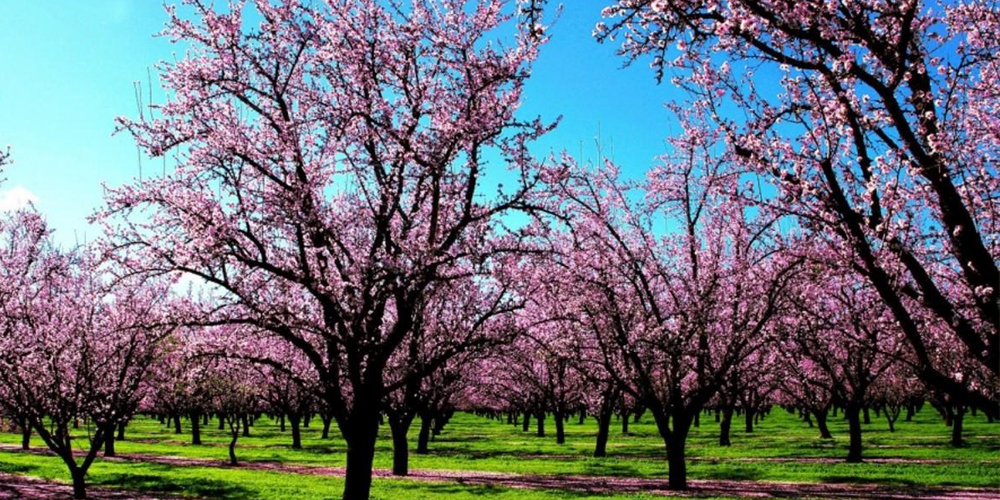 Καλλιέργεια_Αμυγδαλιάς 01_