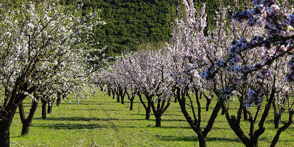 Καλλιέργεια_Αμυγδαλιάς 02_