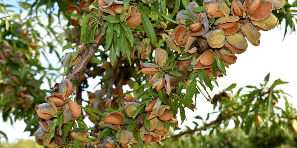 Καλλιέργεια_Αμυγδαλιάς 03_