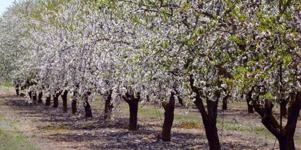 Καλλιέργεια_Αμυγδαλιάς 05_