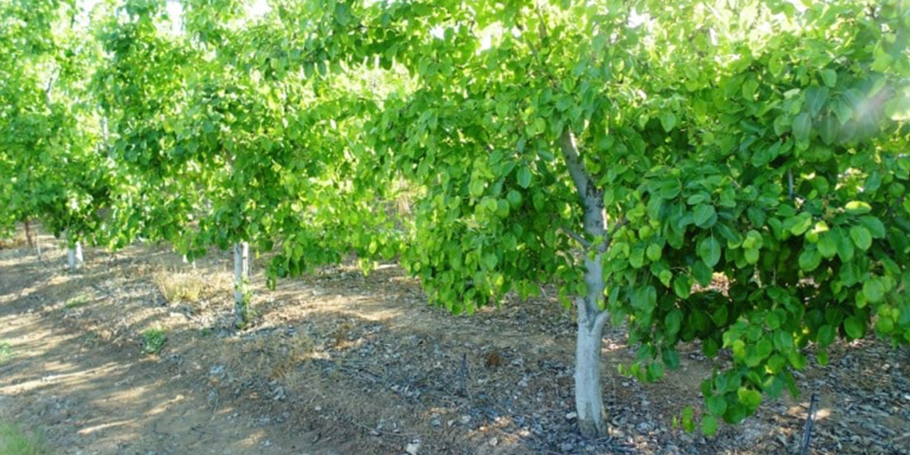 Καλλιέργεια_Αχλαδιάς 01_