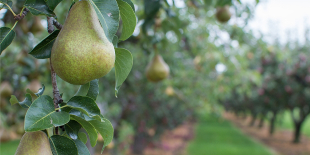 Καλλιέργεια_Αχλαδιάς 03_