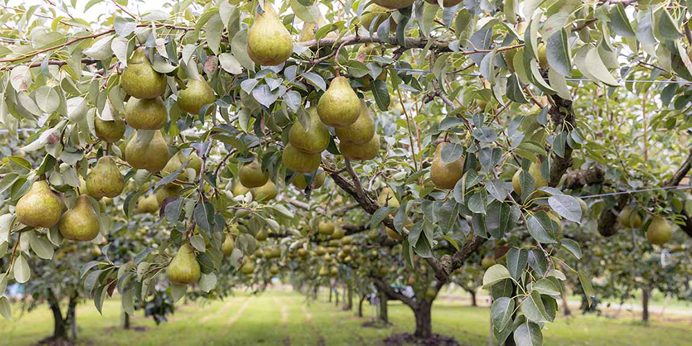 Καλλιέργεια_Αχλαδιάς 04_