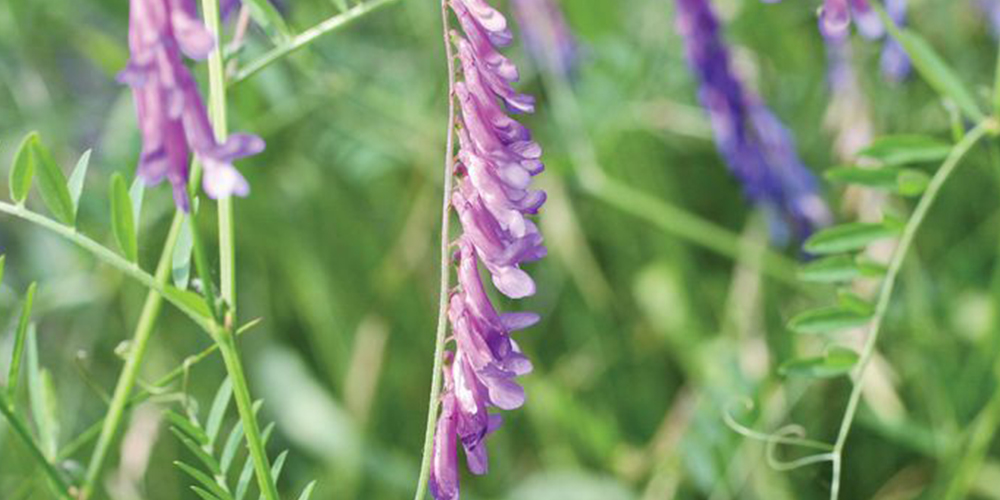 Καλλιέργεια_Βίκου 01_