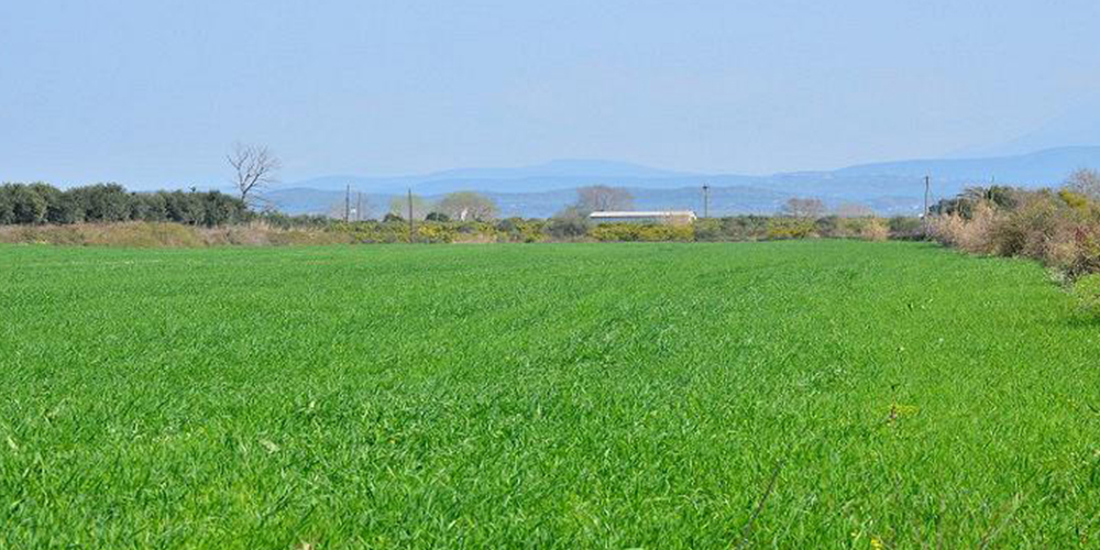 Καλλιέργεια_Βίκου 03_