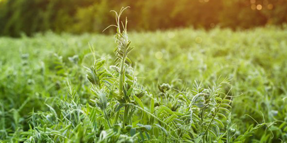 Καλλιέργεια_Βίκου 04_