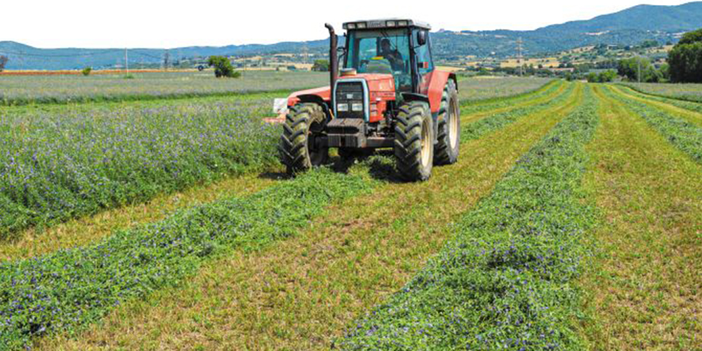 Καλλιέργεια_Βίκου 05_