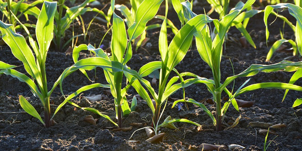 Καλλιέργεια_Καλαμποκιού_1_