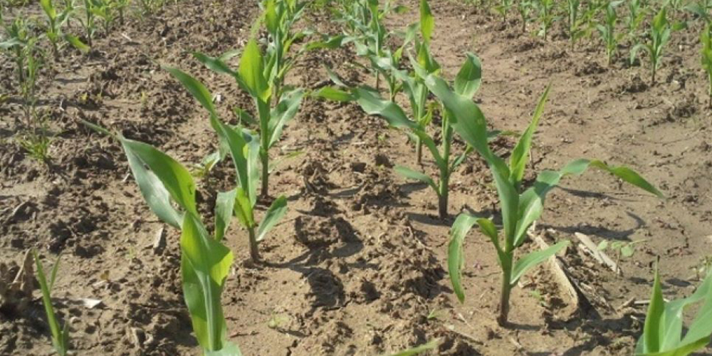 Καλλιέργεια_Καλαμποκιού_2_