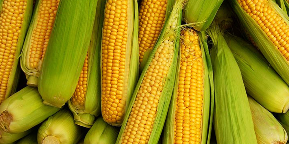 Καλλιέργεια_Καλαμποκιού_3_