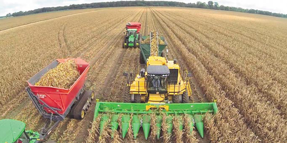 Καλλιέργεια_Καλαμποκιού_4_