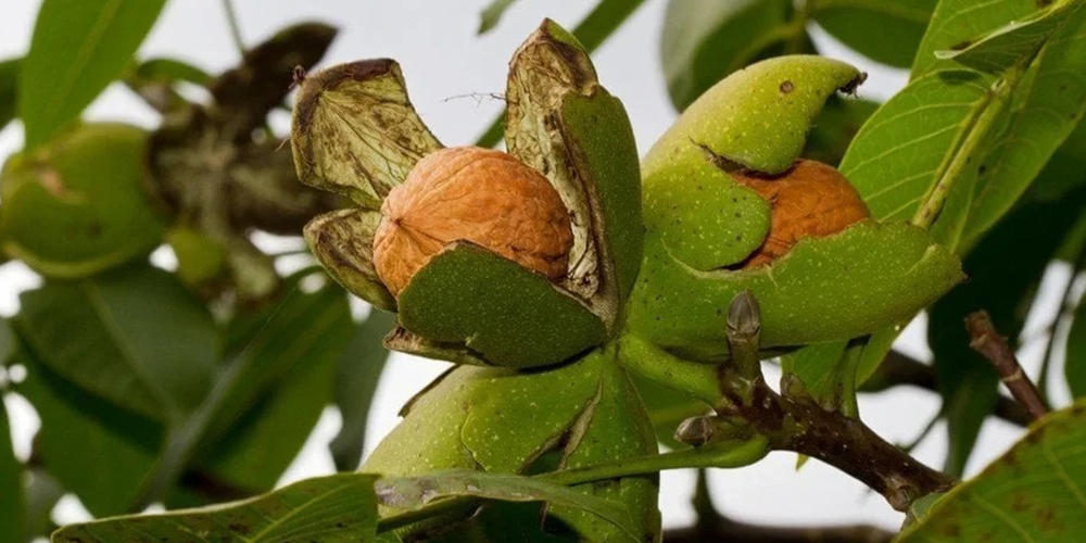 Καλλιέργεια_Καρυδιάς 01_