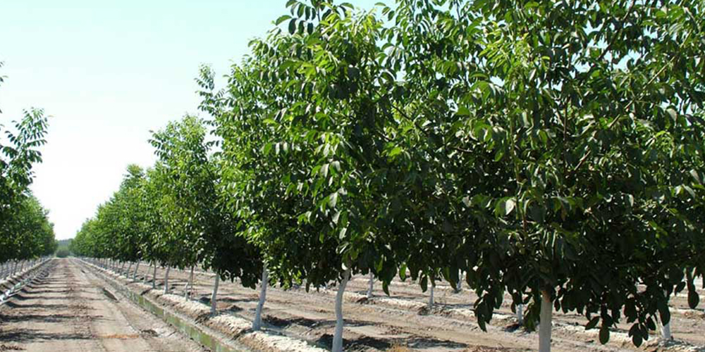 Καλλιέργεια_Καρυδιάς 02_