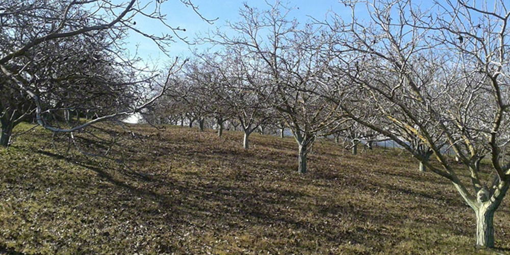 Καλλιέργεια_Καρυδιάς 03_