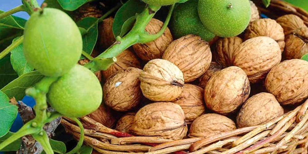 Καλλιέργεια_Καρυδιάς 04_