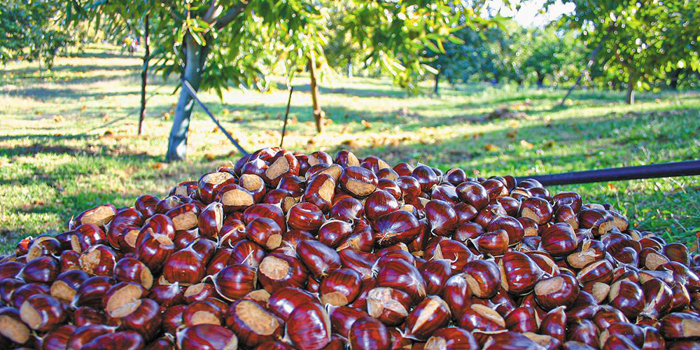 Καλλιέργεια_Καστανιάς 01_