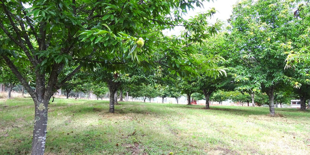 Καλλιέργεια_Καστανιάς 02_