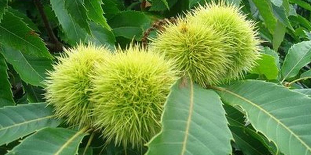 Καλλιέργεια_Καστανιάς 03_