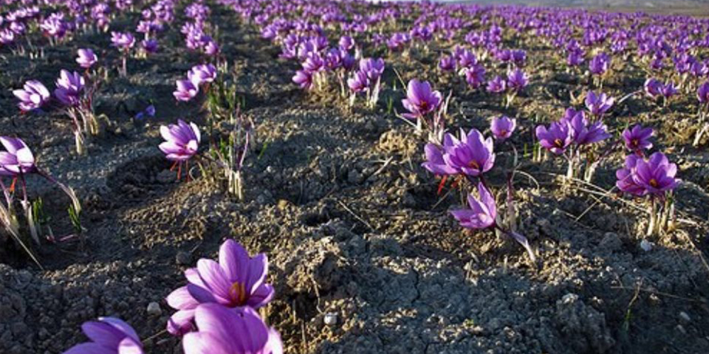 Καλλιέργεια_Κρόκου 02_