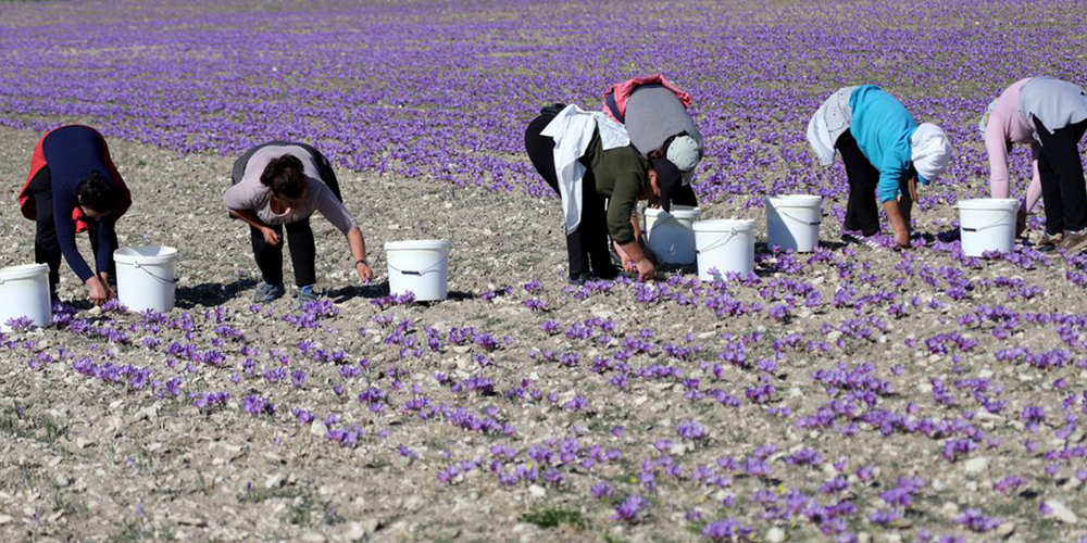 Καλλιέργεια_Κρόκου 04_