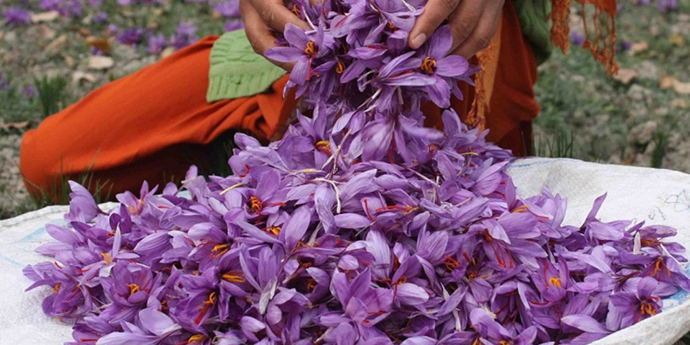 Καλλιέργεια_Κρόκου 05_