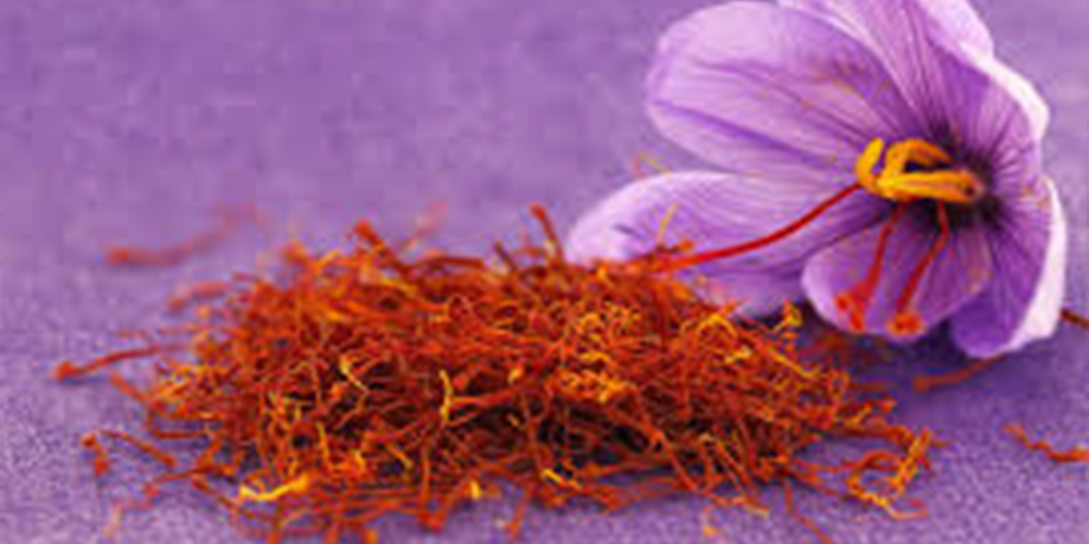 Καλλιέργεια_Κρόκου 06_