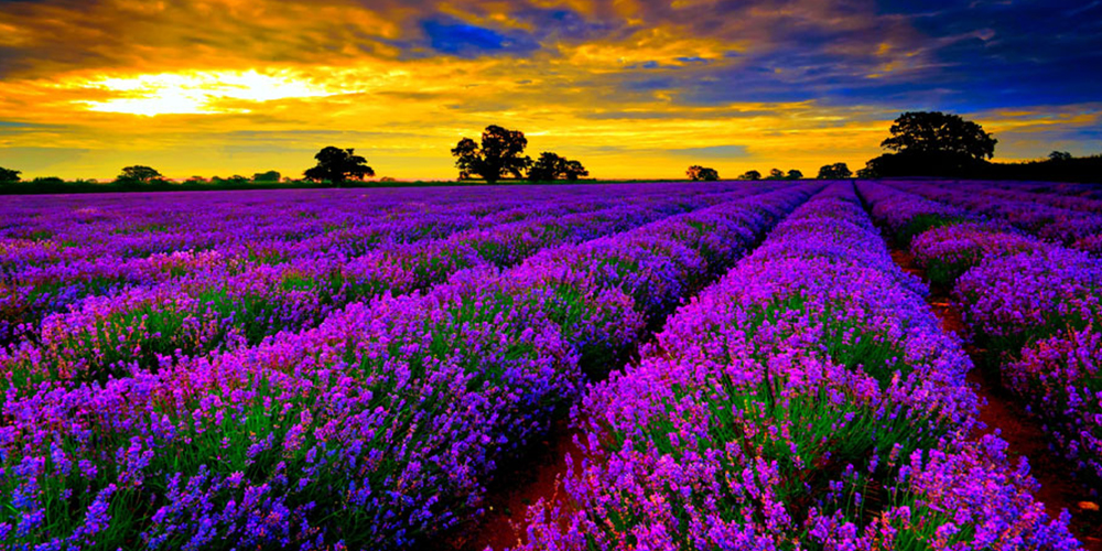 Καλλιέργεια_Λεβάντας 01_