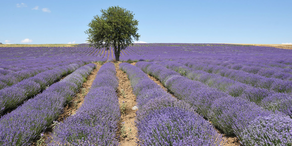 Καλλιέργεια_Λεβάντας 02_