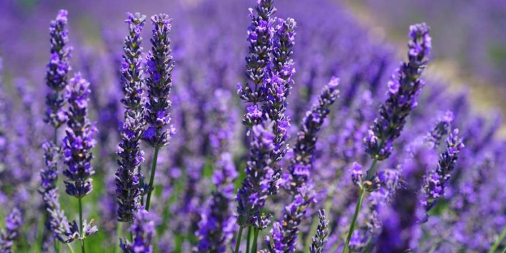 Καλλιέργεια_Λεβάντας 03_