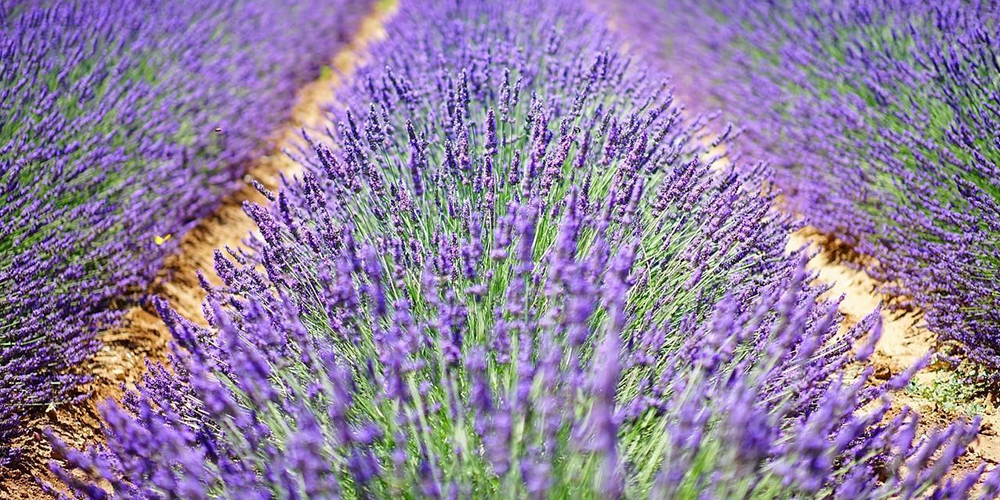 Καλλιέργεια_Λεβάντας 04_