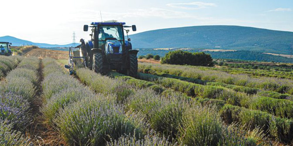 Καλλιέργεια_Λεβάντας 05_
