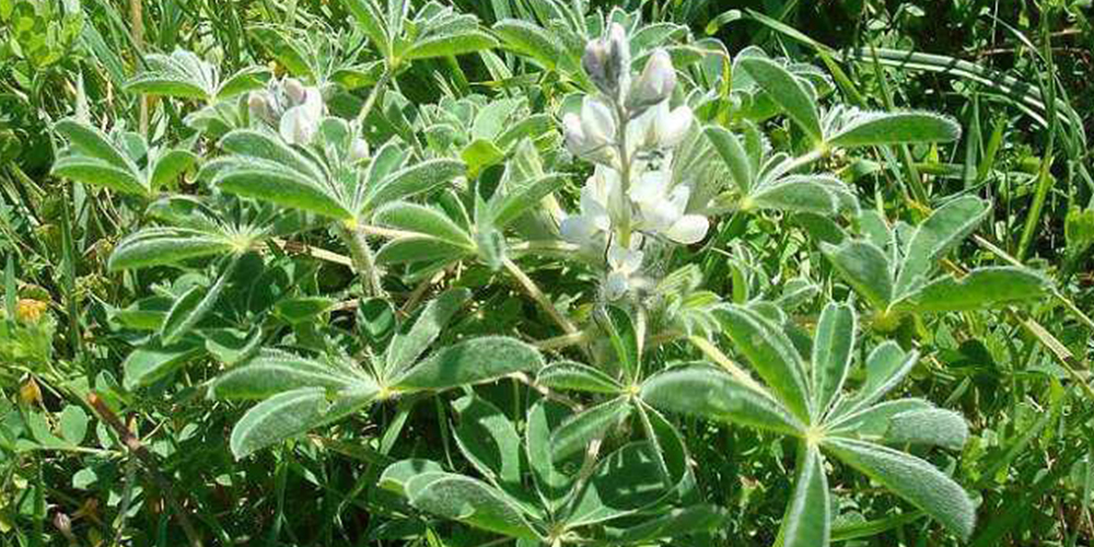 Καλλιέργεια_Λουπινο 01_