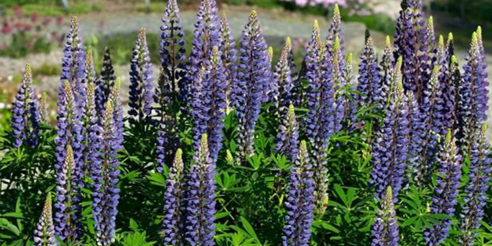 Καλλιέργεια_Λουπινο 02_