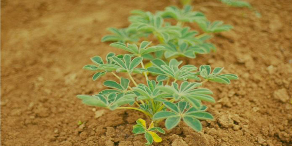 Καλλιέργεια_Λουπινο 04_