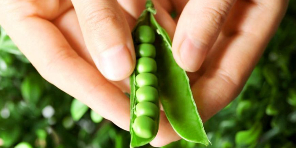 Καλλιέργεια_Μπιζελιού 01_