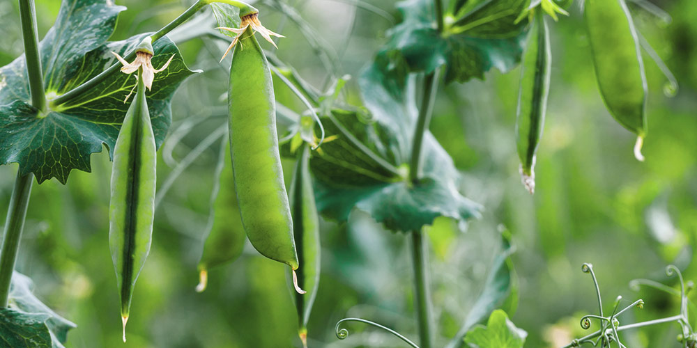 Καλλιέργεια_Μπιζελιού 02