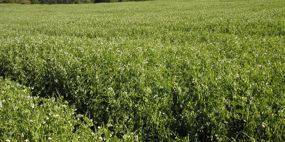 Καλλιέργεια_Μπιζελιού 03_