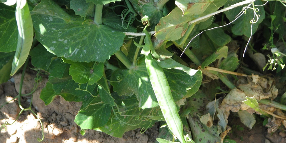 Καλλιέργεια_Μπιζελιού 04_