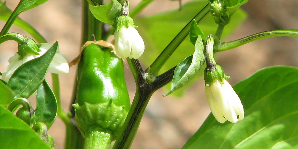 Καλλιέργεια_Πιπεριάς 01_