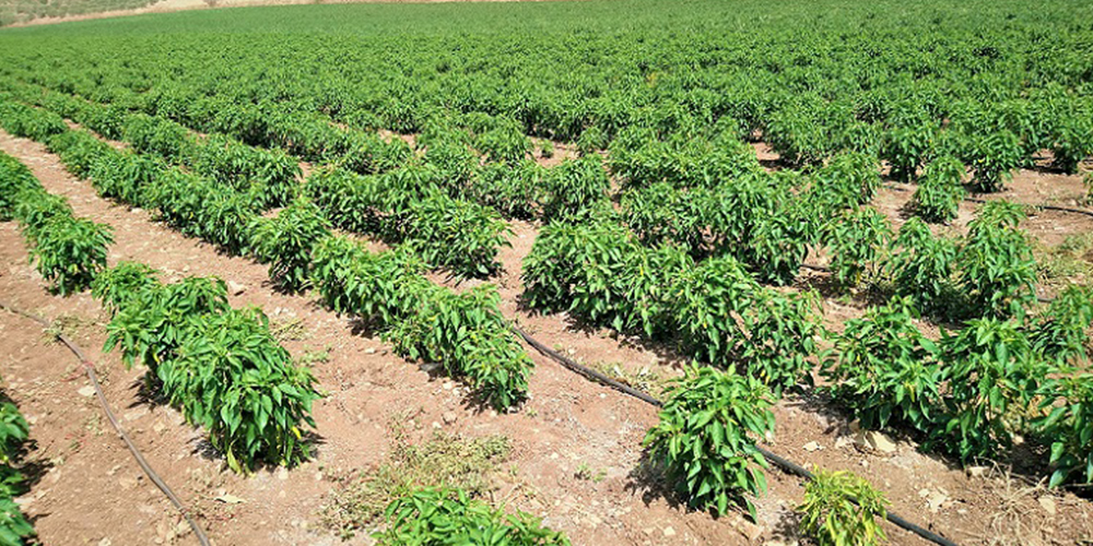 Καλλιέργεια_Πιπεριάς 02_