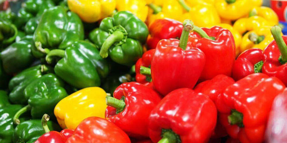 Καλλιέργεια_Πιπεριάς 03_