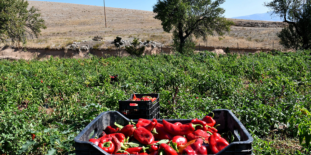 Καλλιέργεια_Πιπεριάς 04_