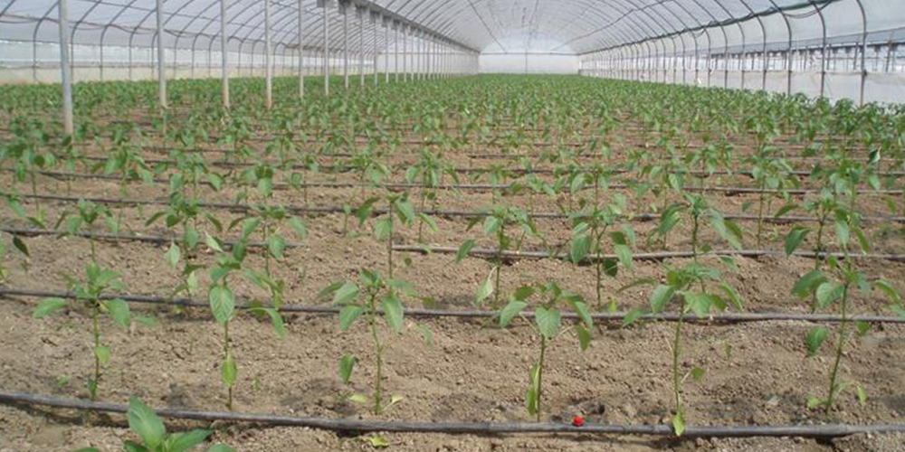 Καλλιέργεια_Πιπεριάς 05_