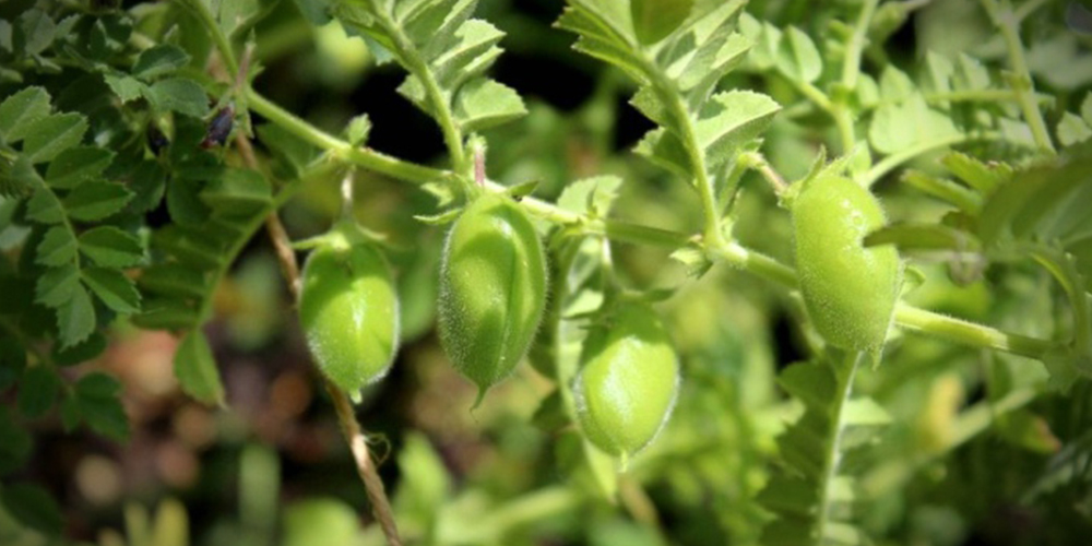 Καλλιέργεια_Ρεβυθιού 01_