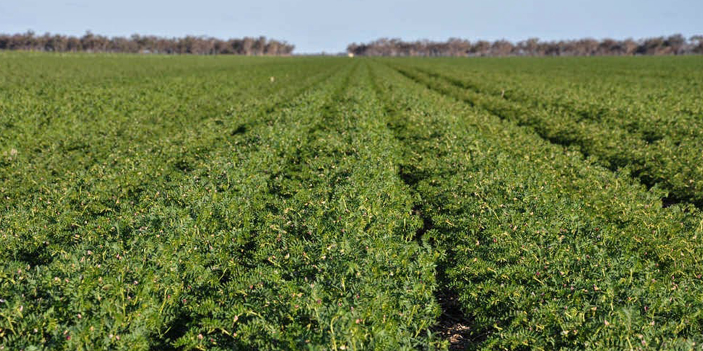 Καλλιέργεια_Ρεβυθιού 02_