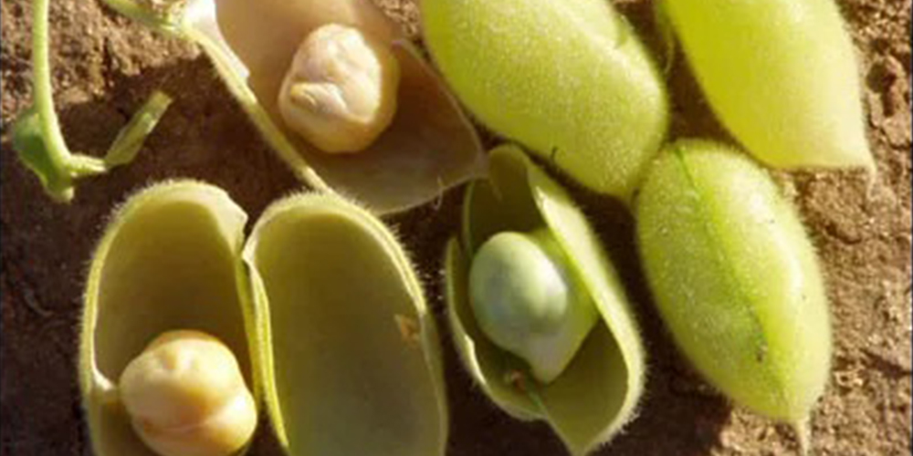 Καλλιέργεια_Ρεβυθιού 03_