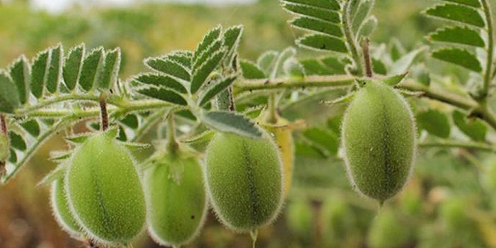 Καλλιέργεια_Ρεβυθιού 04_