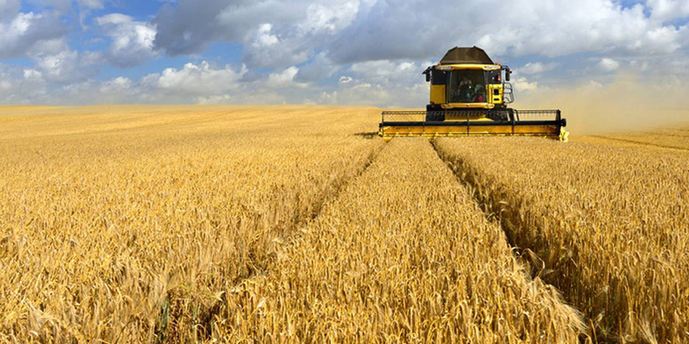 Καλλιέργεια_Σιταριού_1_