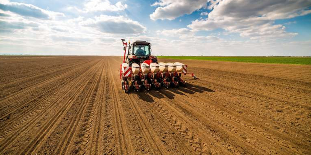 Καλλιέργεια_Σιταριού_2_